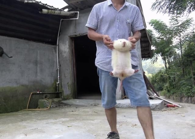 大家都知道,华农兄弟最喜欢的是白竹鼠,它们通体是白色的,在一堆黑