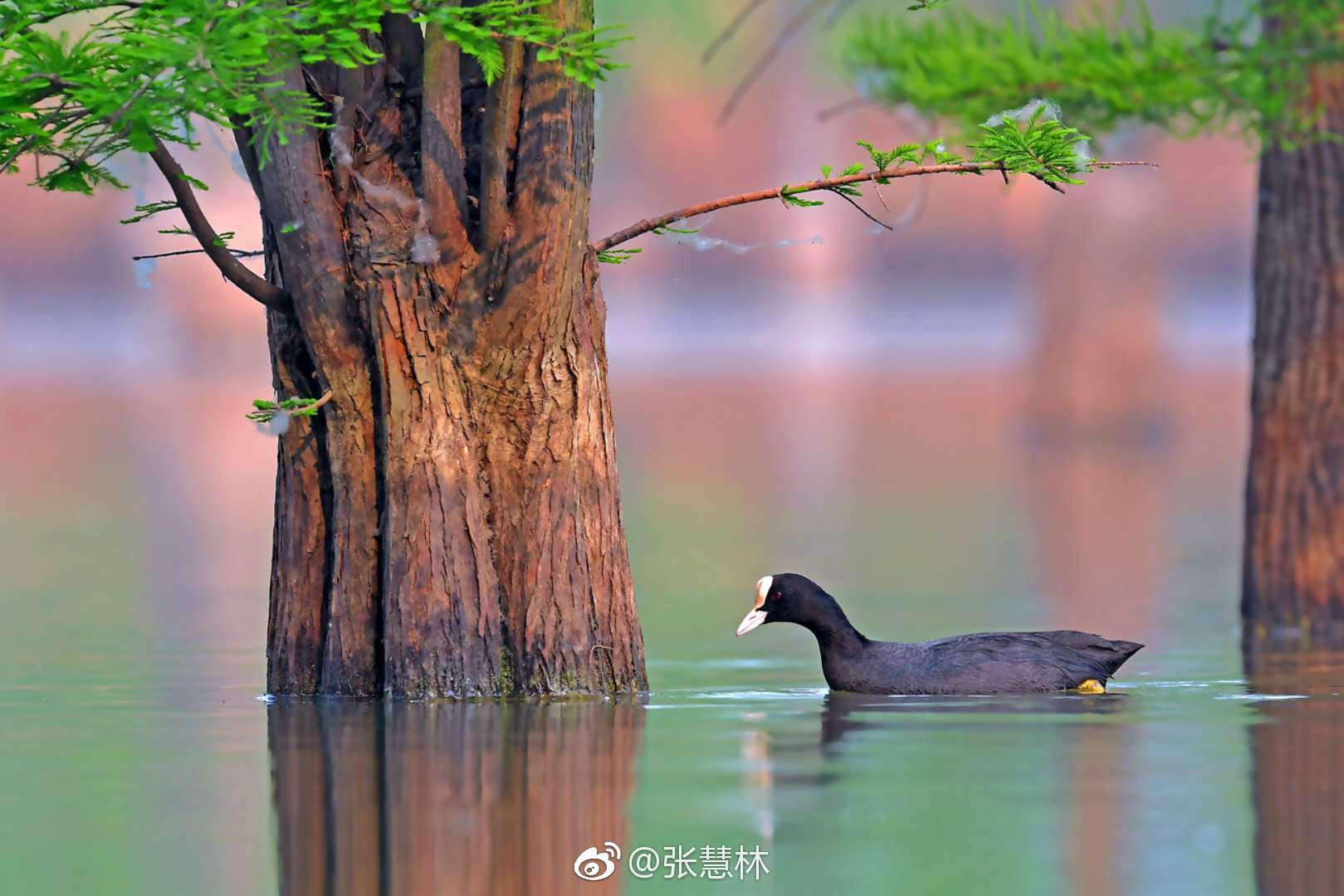 醉美!千亩池杉林,万鸟栖息地|池杉|滁州|来安_新浪新闻