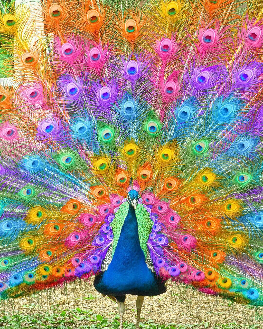 五彩斑斓的世界  早安～图 | ramzy masri