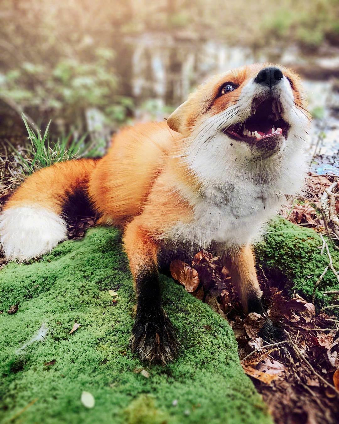 快乐的小狐狸笑容好治愈insjuniperfoxx