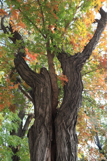 枫树长在槐树上