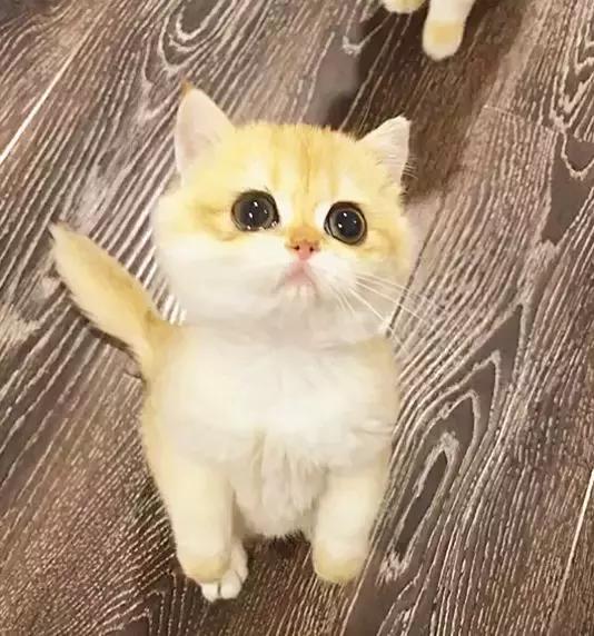 小奶猫出生自带美瞳,黑溜溜的大眼睛太萌,网友表示血槽已空