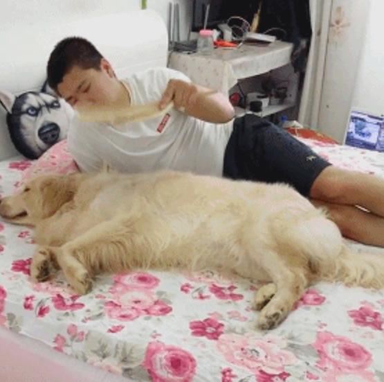 在家做饭热得满头大汗,然而此时男友对金毛做的事,真觉得没爱了