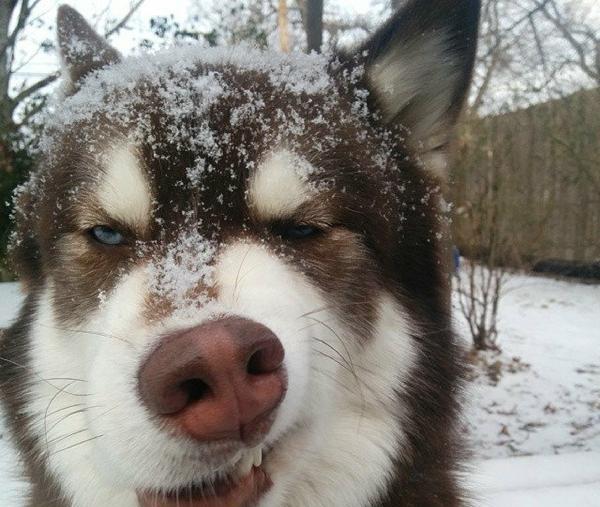 哈士奇博美好可爱狗都震惊了我家的狗狗不能这么可爱