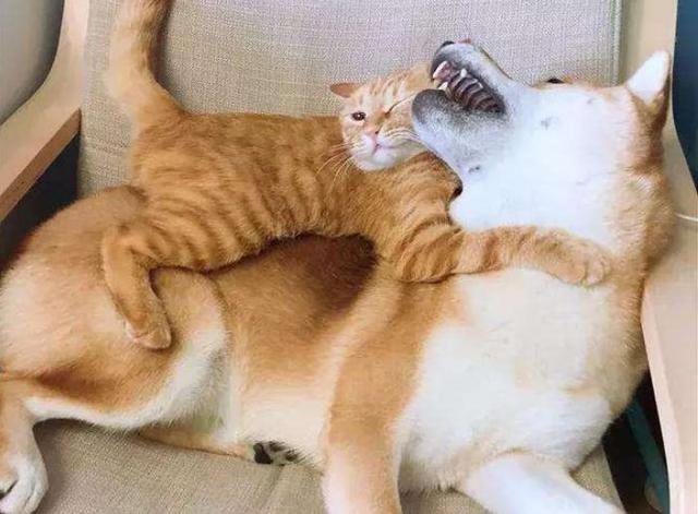 柴犬每天被橘猫欺负还骑到了柴犬身上铲屎官看热闹不嫌事大