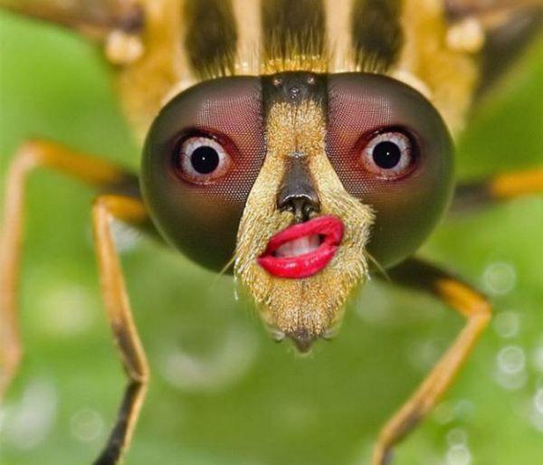 图看长了人类嘴巴的动物们, 小狗穿t恤做鬼脸, 令人捧腹