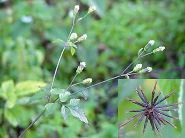 鬼针草|降压|良药_新浪新闻