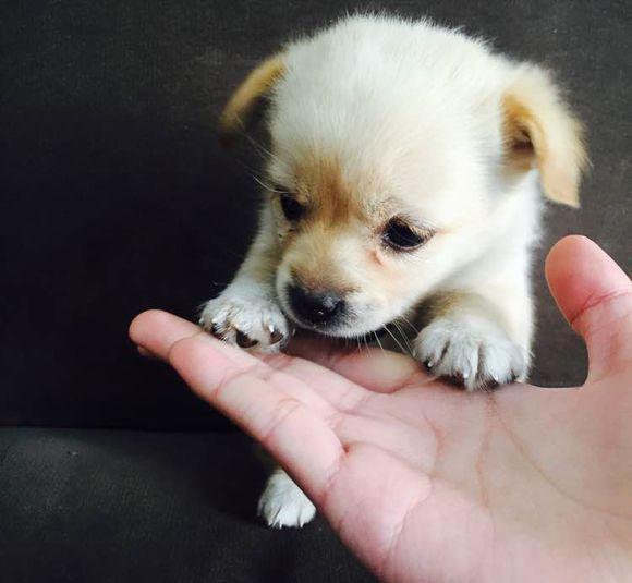 野炊时发现的小狗崽, 带回家养了半年还是手掌大, 这是什么品种