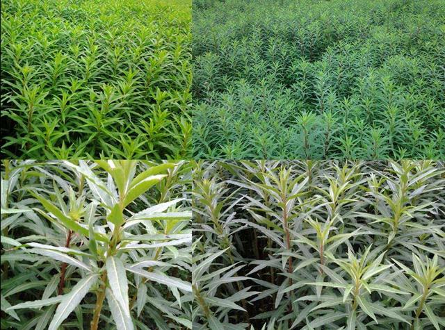 赶黄草也叫扯根菜,山黄鳝,水杨柳,水泽兰等,赶黄草始载于明代《救荒