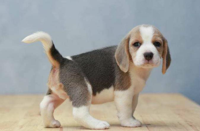 4只比格中混入1只巴吉度犬,若能在5秒内找出,算你厉害