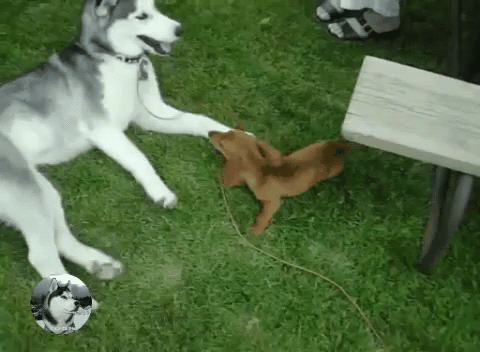 480_352gif 动态图 动图