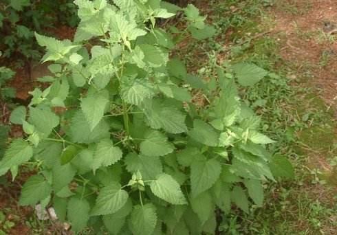 药用价值被挖掘,如今批量种植亩赚万元|十香菜|野菜|功效_新浪新闻