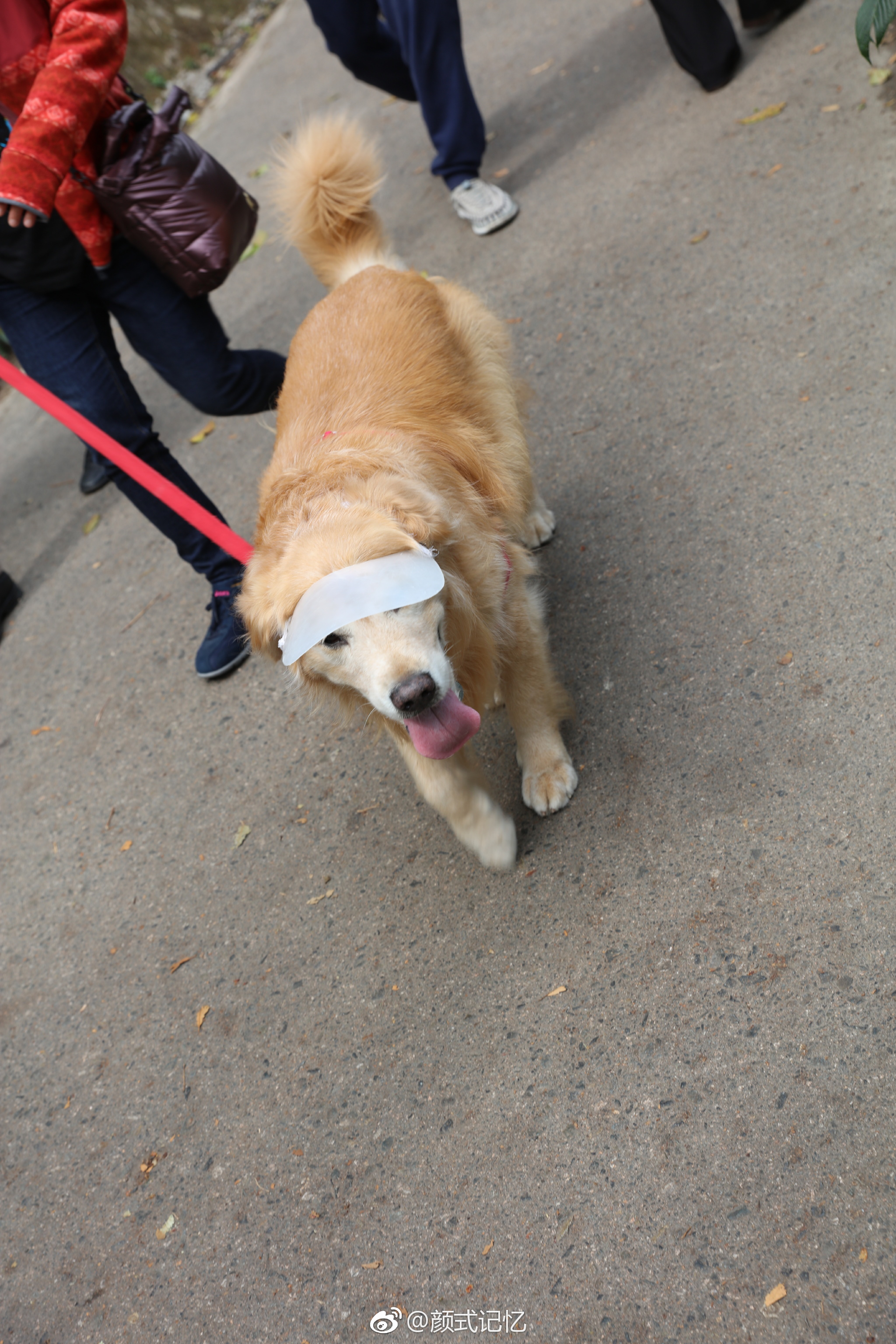 放狗一一在香港,海傍,山径,公园,休闲地,带宠物一起很常见