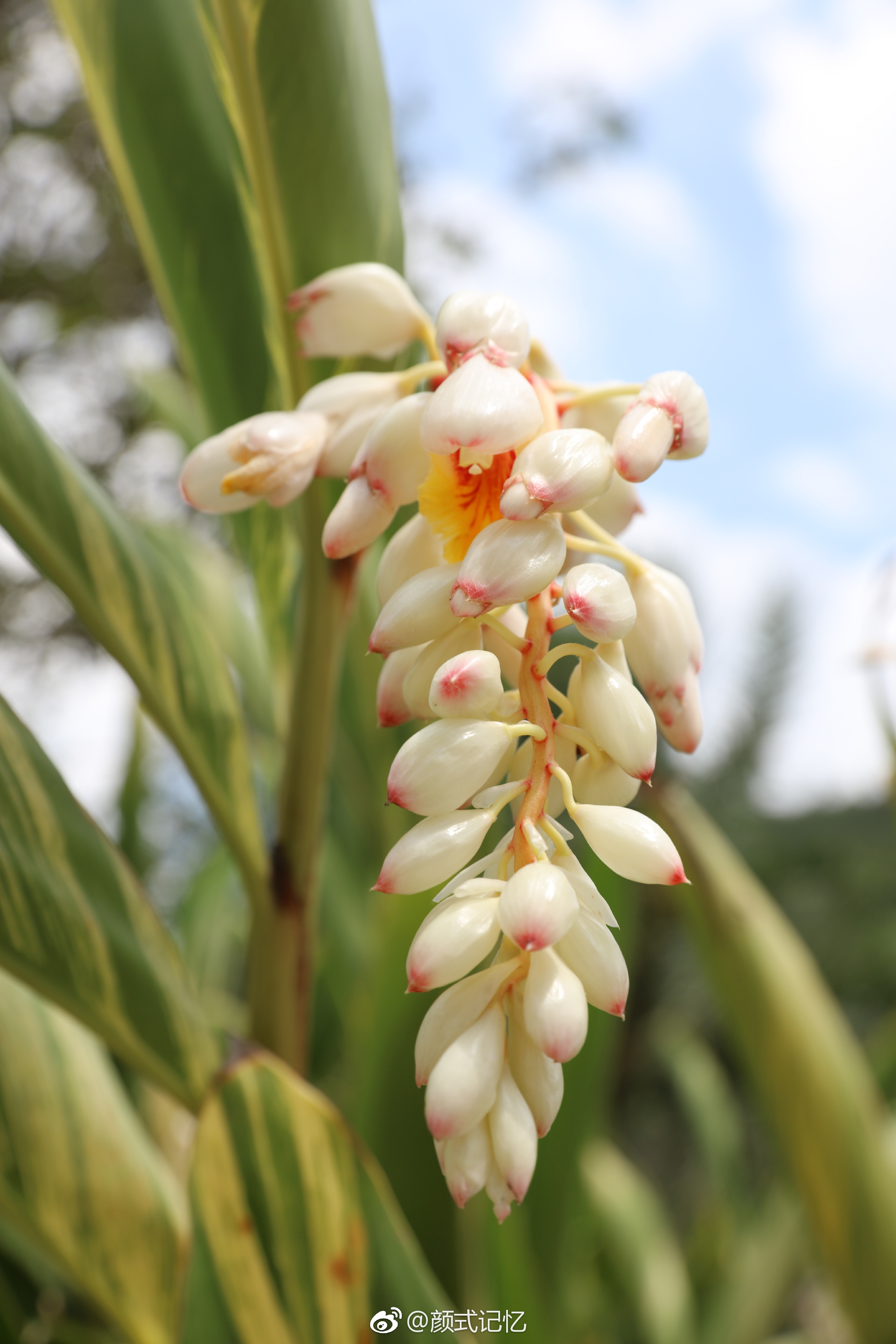 玉桃花叶艳山姜花5月13日摄于新会小鸟天堂景区