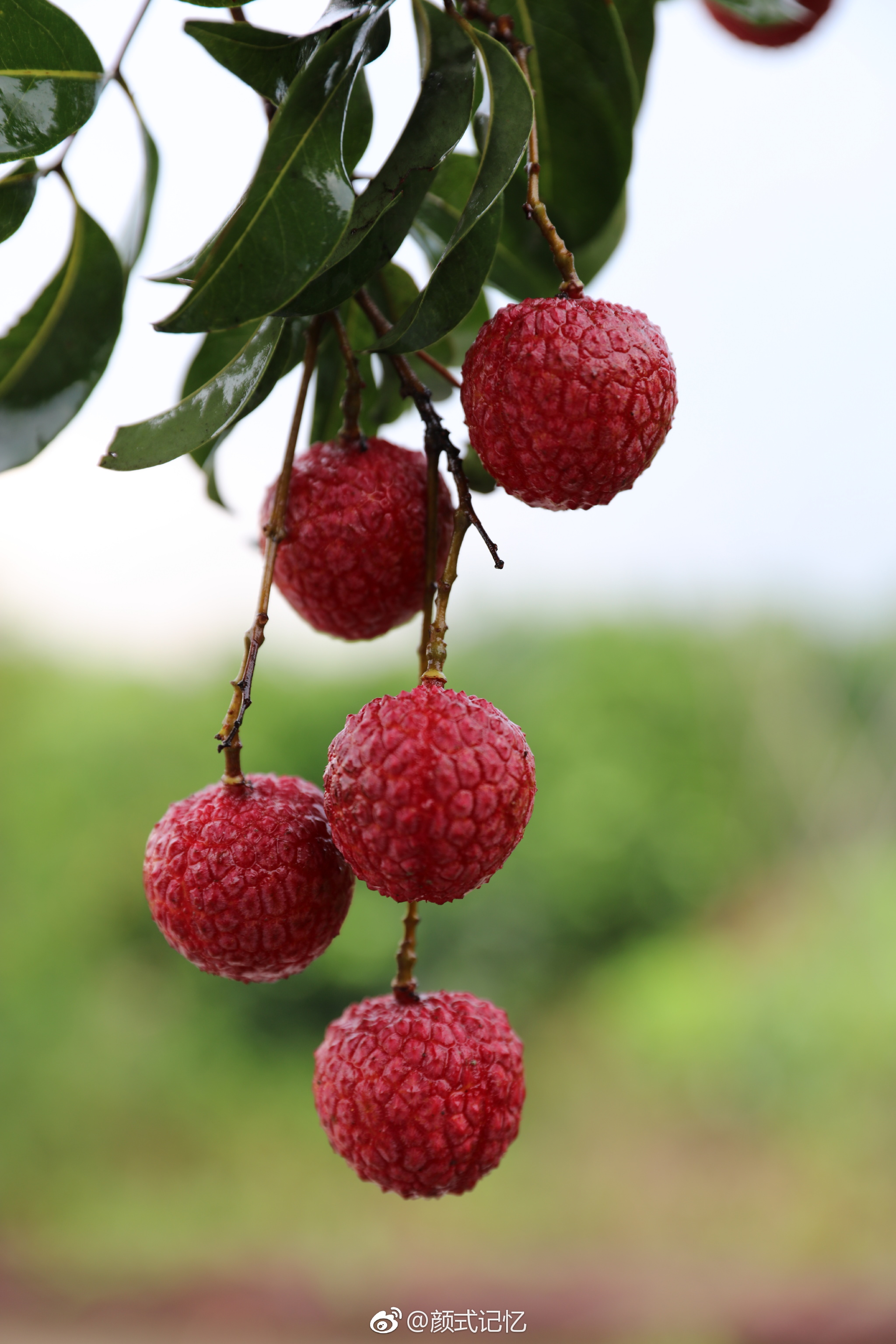 红荔飘香一一昨午拍于新会七堡开心果园
