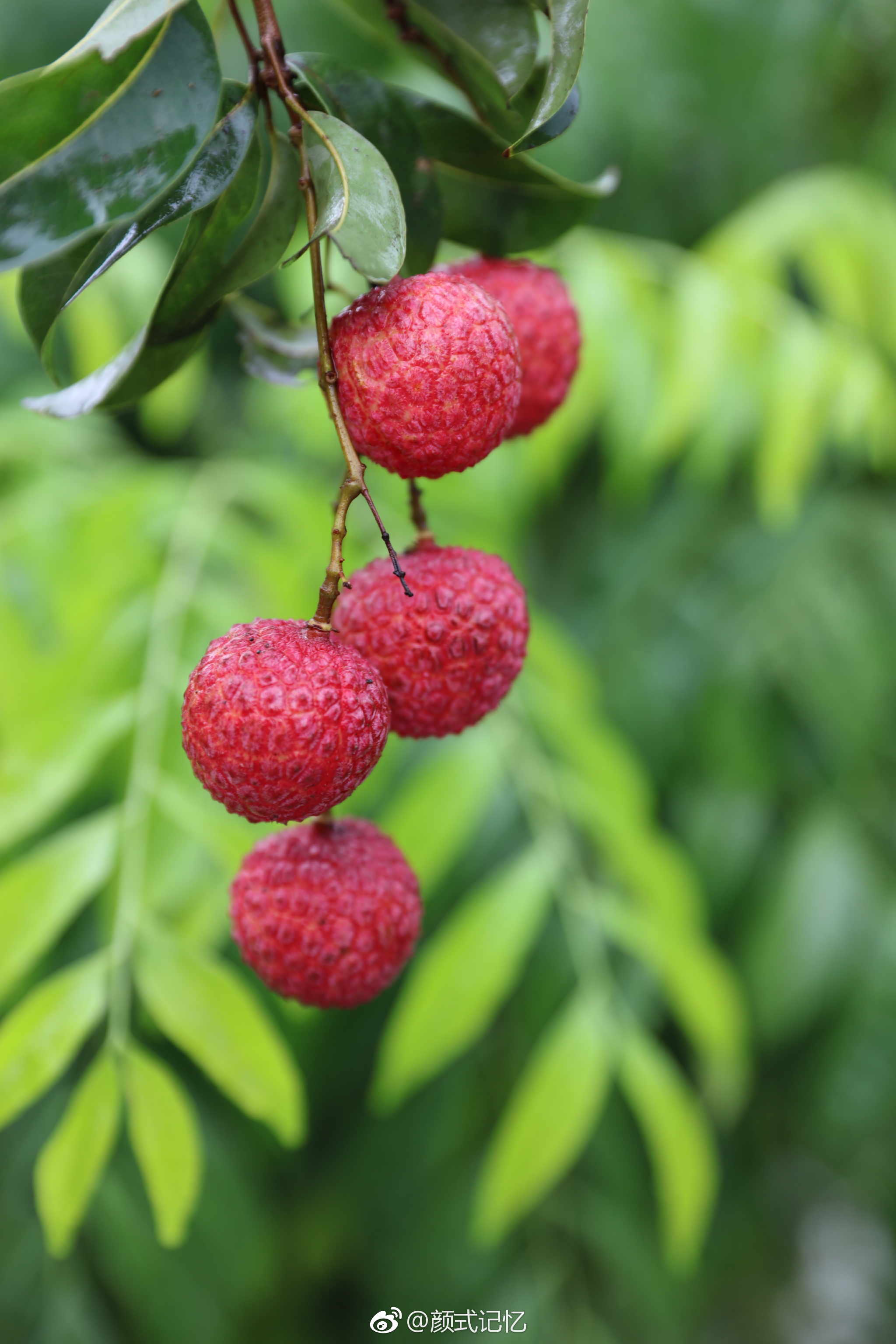 红荔飘香一一昨午拍于新会七堡开心果园