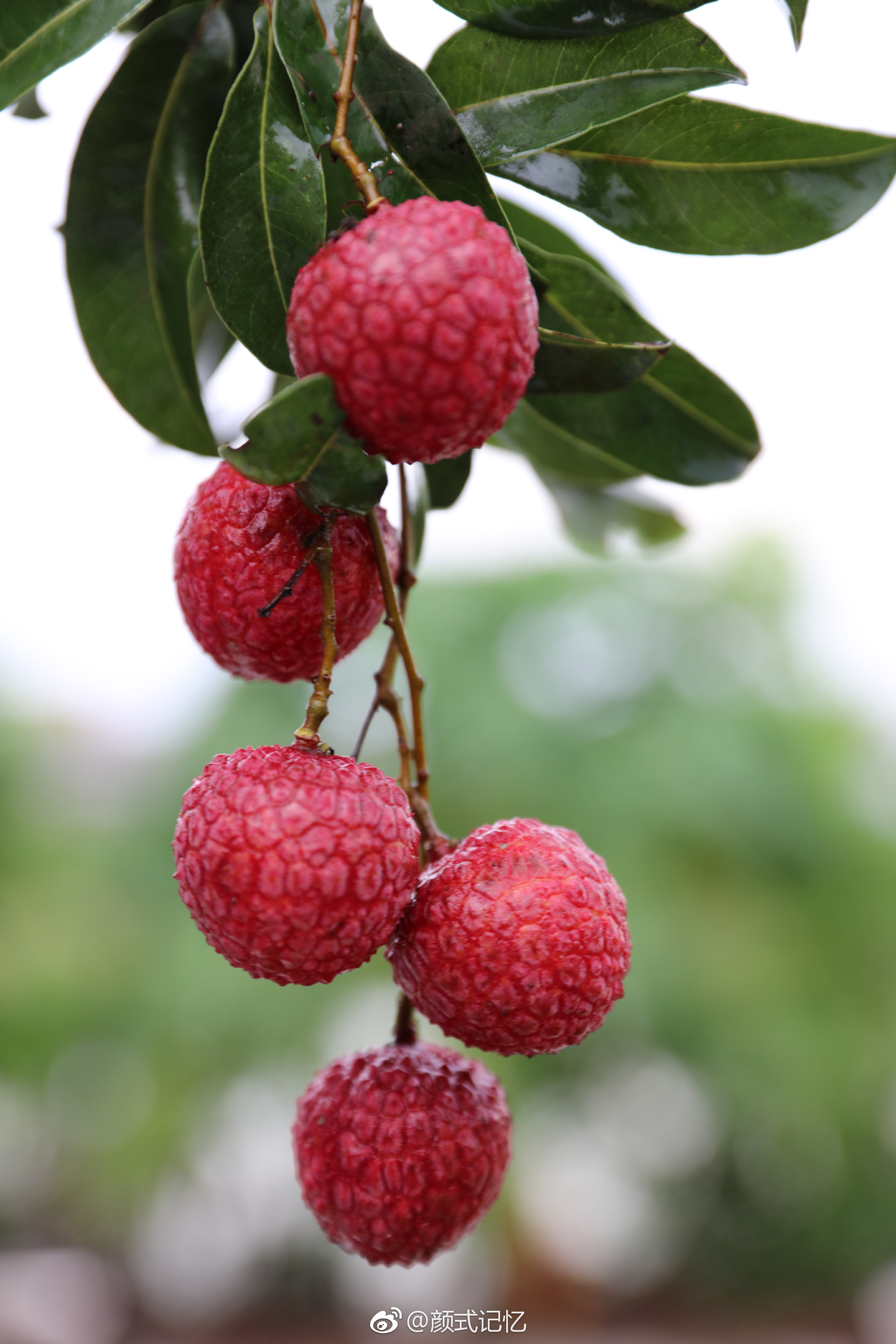 红荔飘香一一昨午拍于新会七堡开心果园