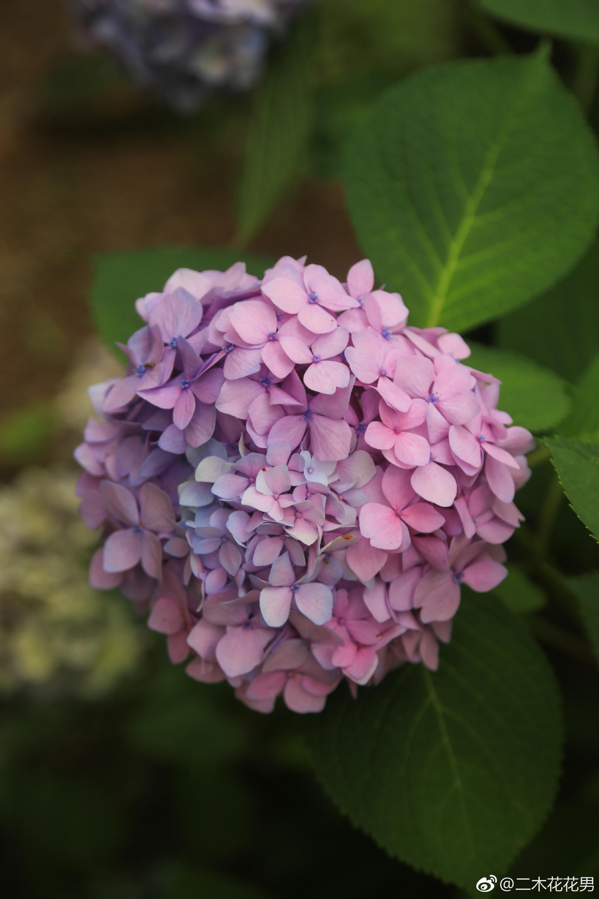 绣球的变色历程大概是这样的接下来会慢慢变绿