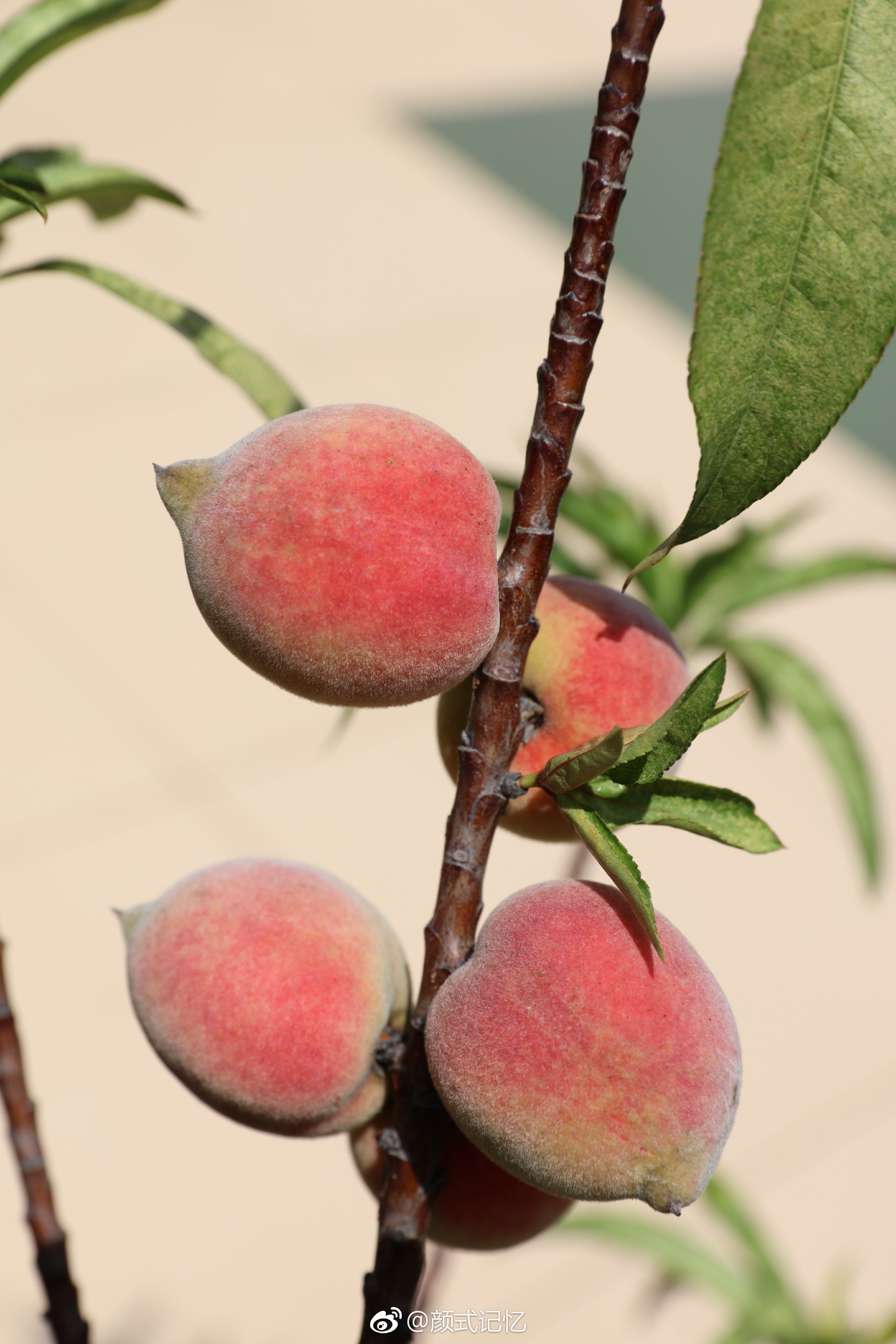 小桃 真红啦!一一桃花惹人爱;美花开,结果,长大,红熟