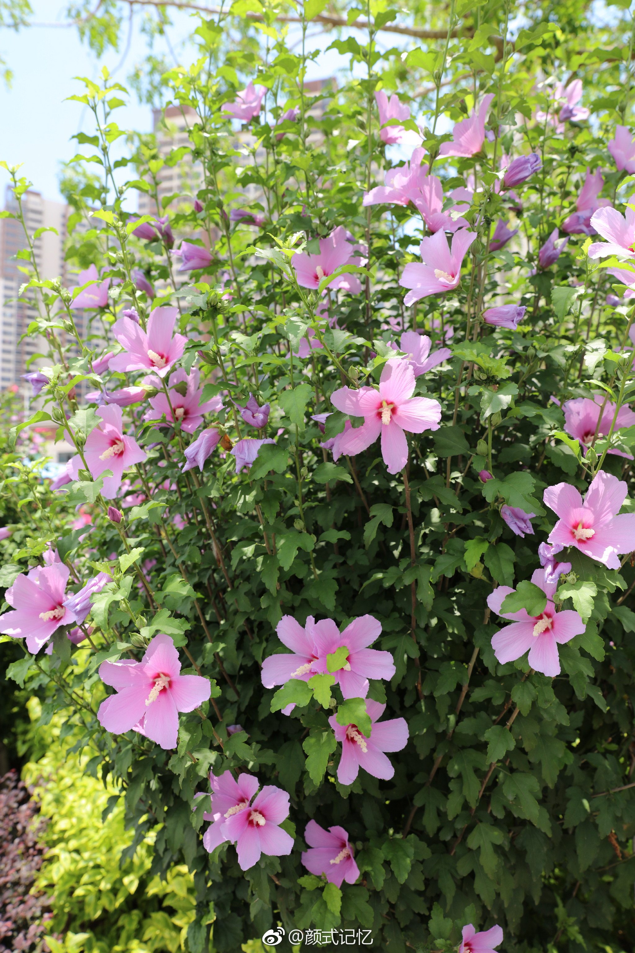 英英木槿花 振振蜉蝣羽 温柔的坚持 一一木槿花 无穷花