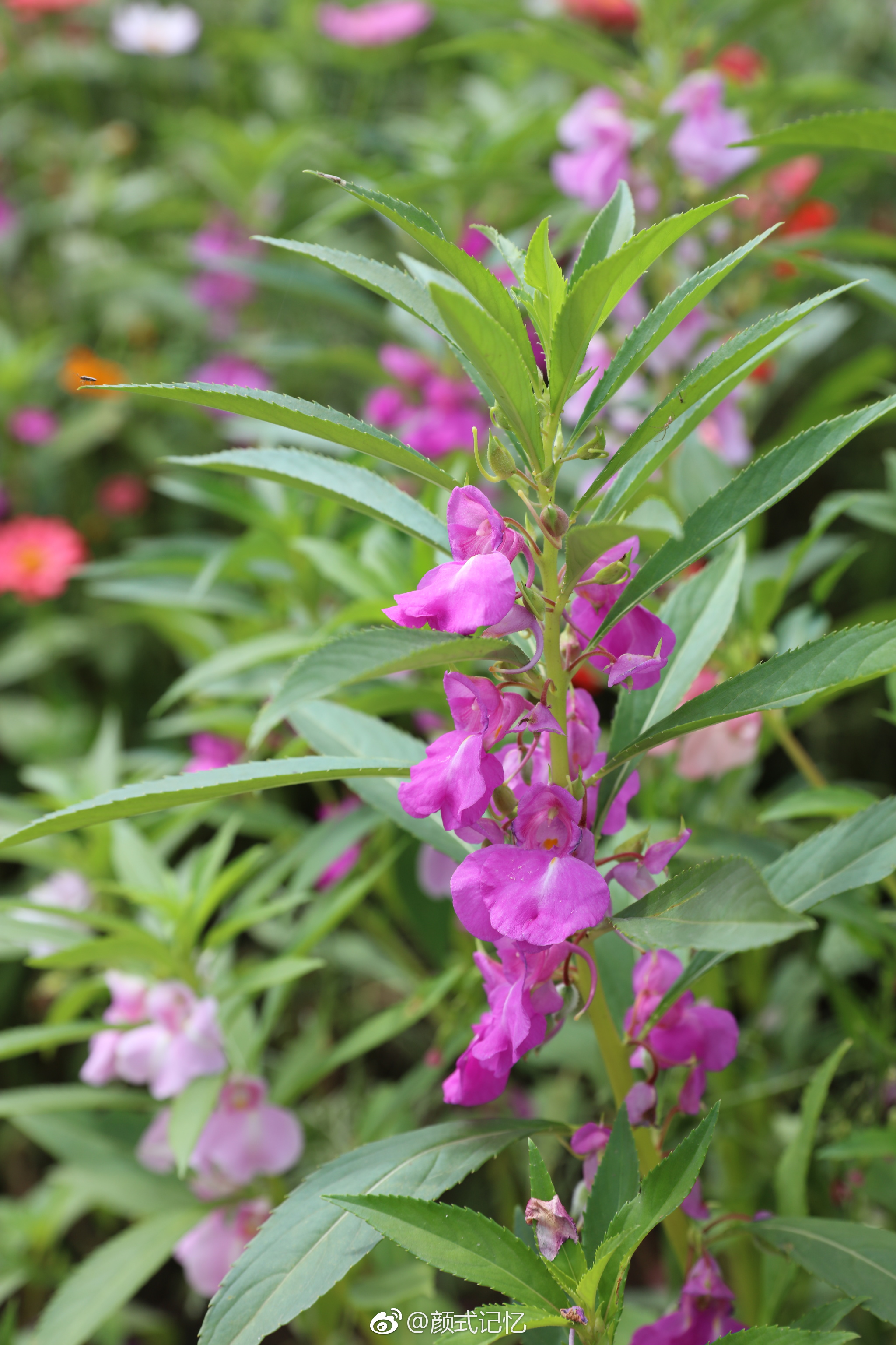 怀念过去别碰我一一凤仙花拍摄于江门长廊生态园
