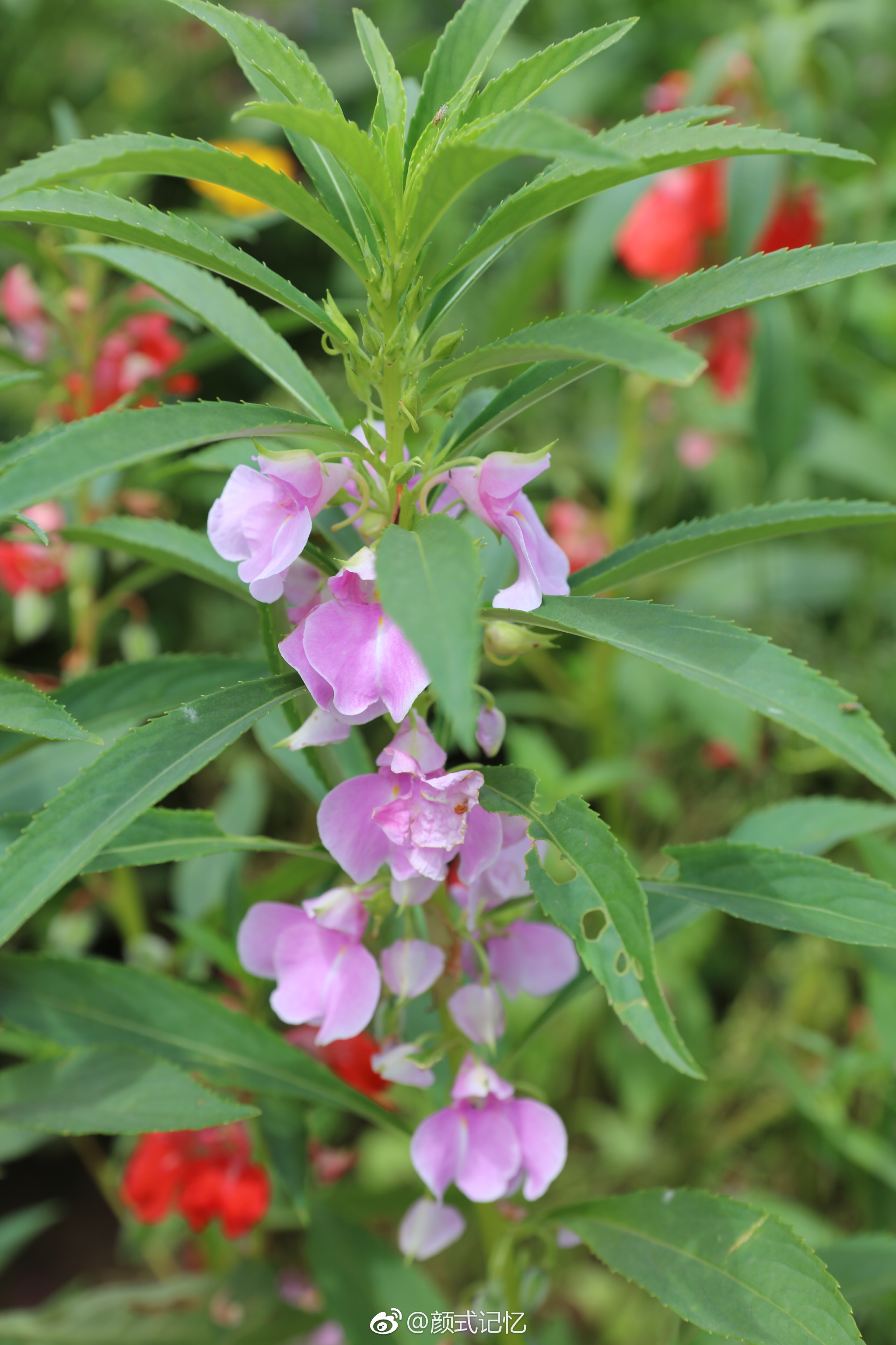 怀念过去别碰我一一凤仙花拍摄于江门长廊生态园