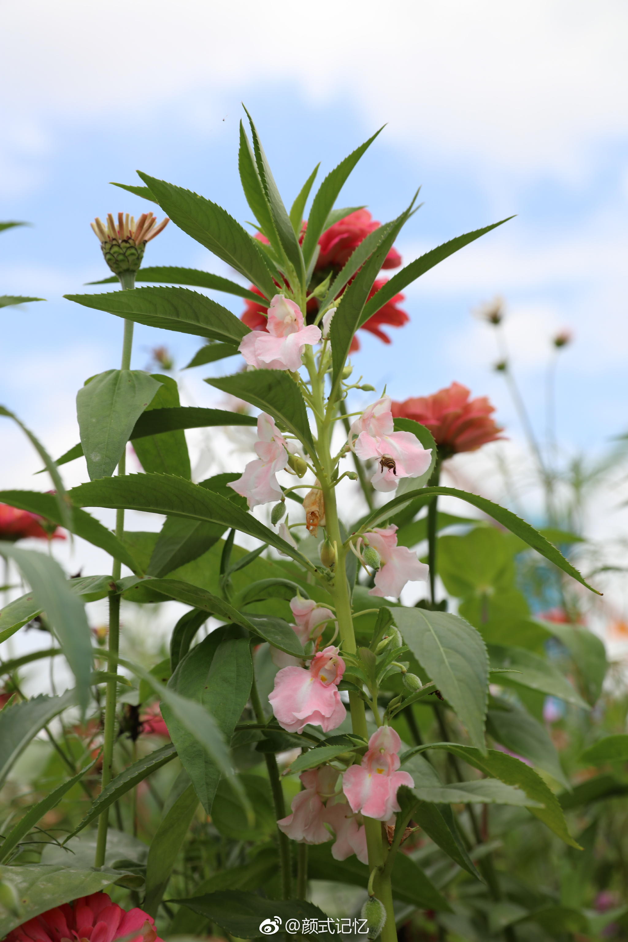 怀念过去别碰我一一凤仙花拍摄于江门长廊生态园