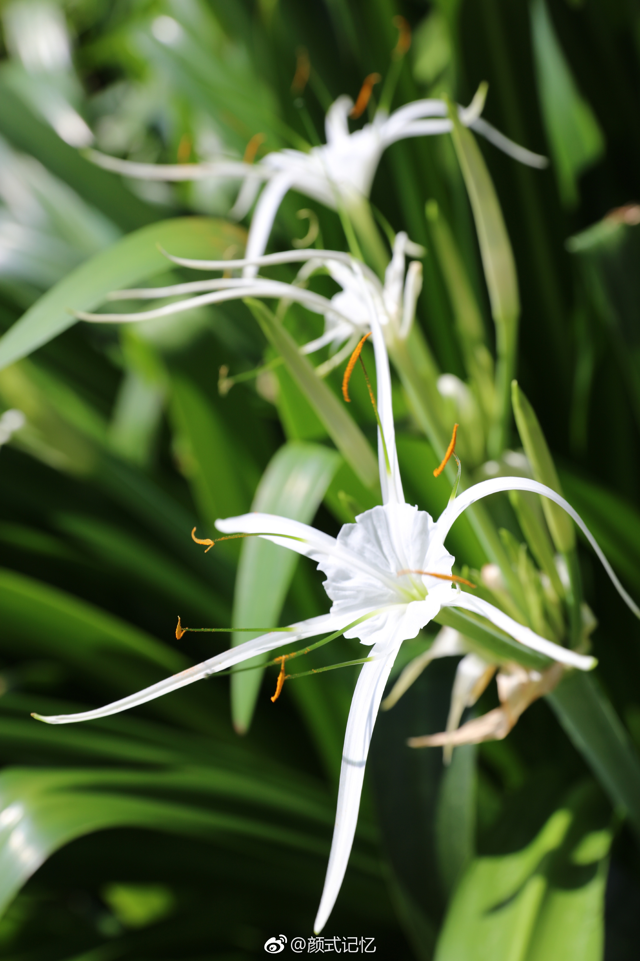 天生丽质一一蜘蛛兰花游香港拍摄于公园