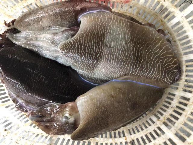 山东人吃墨鱼,这方法太另类了,这样做真能吃?