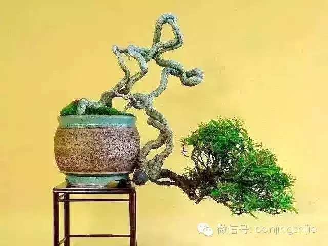 盆景根养好了,就成功了一半,根艺盆景作品欣赏