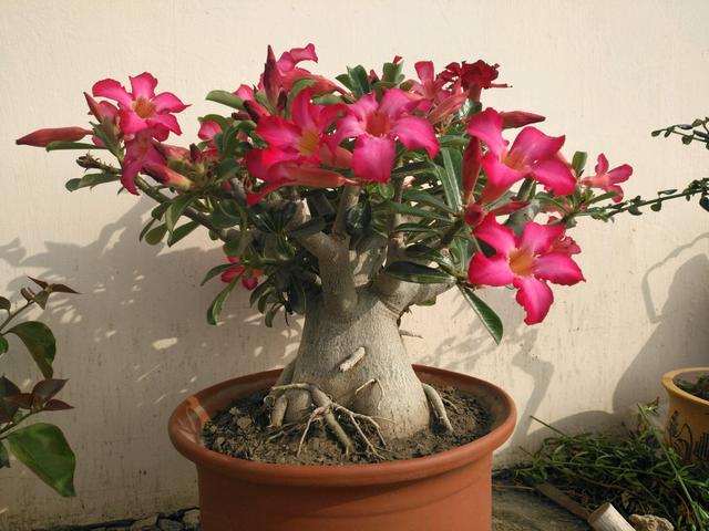 最耐热的盆栽植物,天气越热,花开越美,好看又好养,还可做盆景