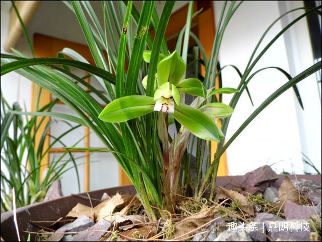 為了1棵野生蘭花,這花友不畏懼懸崖峭壁