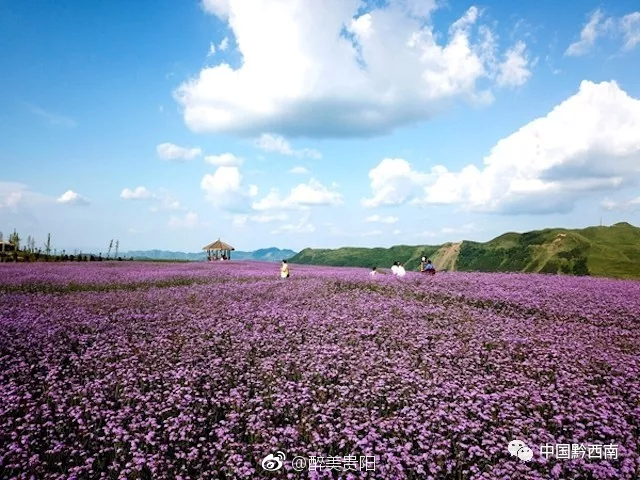 贵州兴仁放马坪有一种美丽叫马鞭草有一种浪漫叫紫色花海