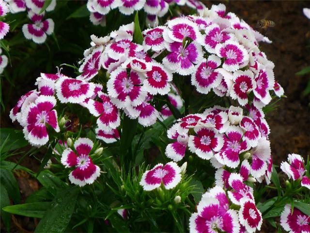 生活当中的一部分,养花的人也是有很多的,养护的花卉品种更是数不胜数