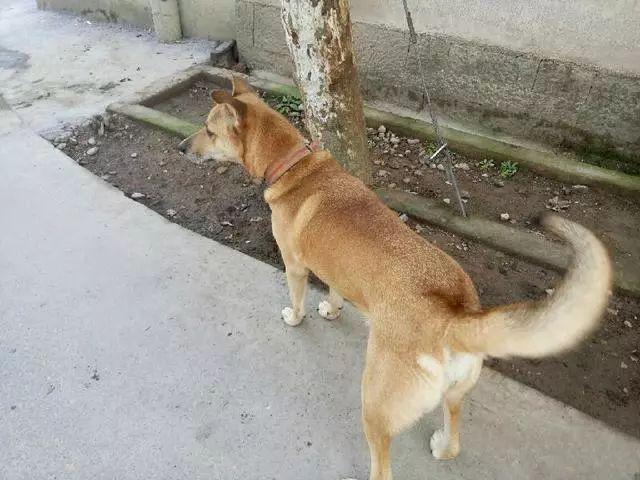 中華田園犬陪我多年,送我上下學,可結局卻讓我懺悔|黃寶|上下學|站臺