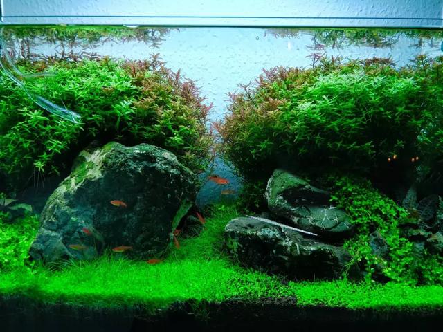 60cmada草缸造景教程,这个太标准了!