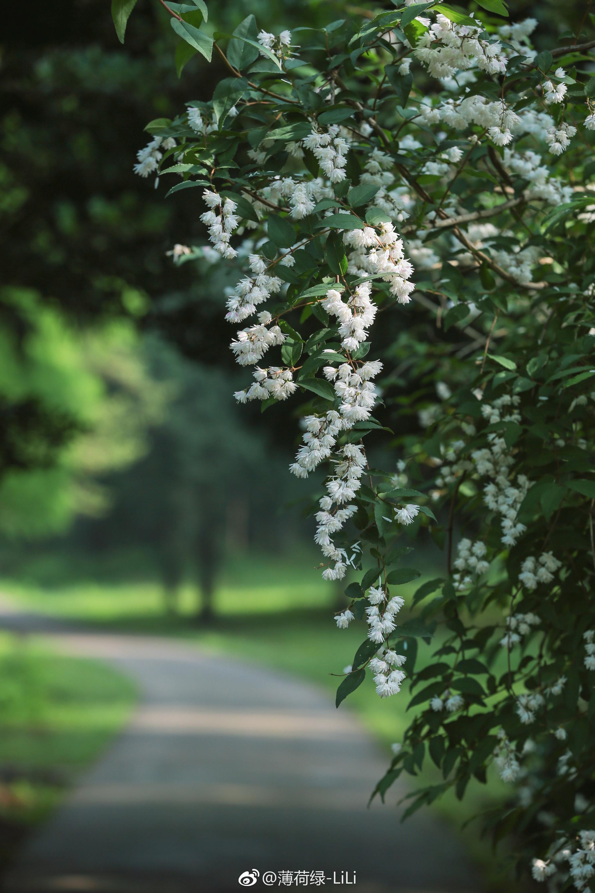 初夏的溲疏里面是光阴隧道