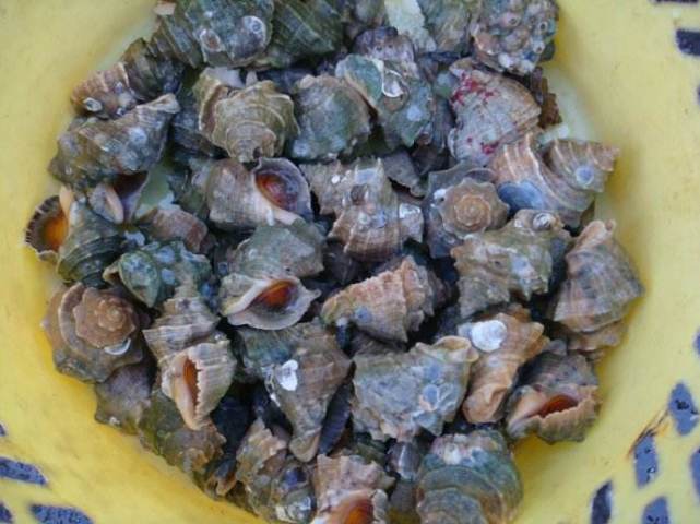 超市一斤30块钱的"苦螺",我们海边随便捡,要吃多少都足够!|海螺|苦螺|