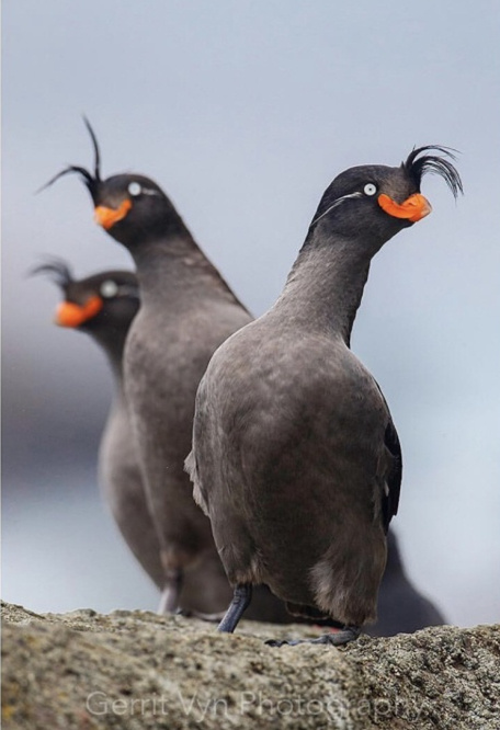 这什么沙雕技能 67哈哈哈哈哈哈哈哈哈这个杀马特发型的鸟,叫凤头