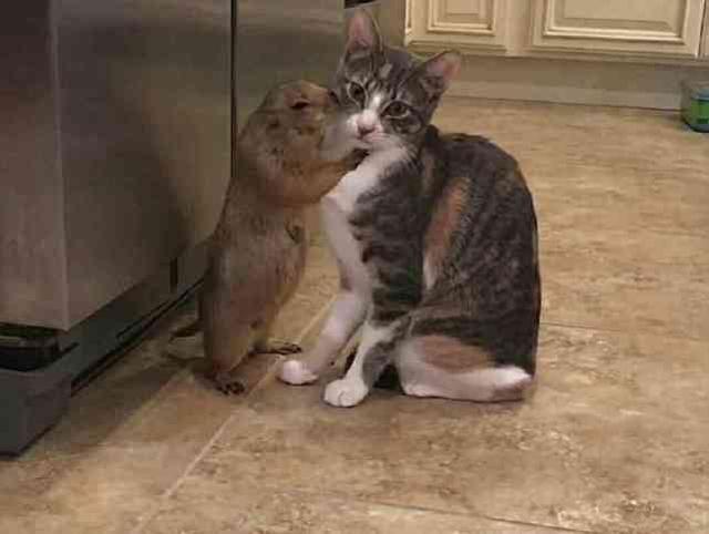小猫壁咚土拨鼠狂亲土拨鼠突然反亲一口猫谁让你亲的