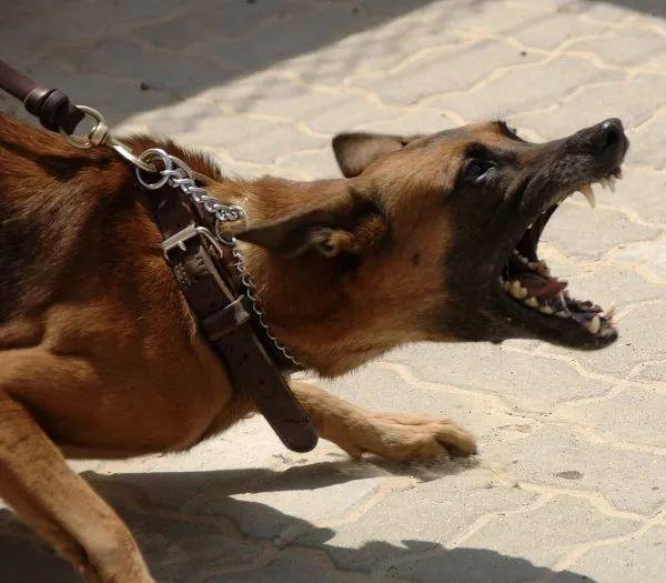 杀人最多的25种动物, 排名和你的想象差了多远|死亡|杀人|人类_新浪新