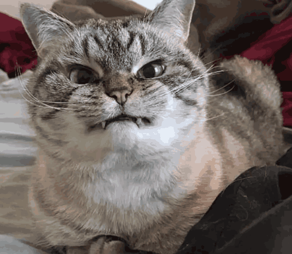 萌宠很生气, 你看这傲娇的小眼神!