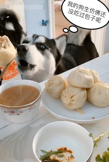 哈士奇看主人吃肉包子馋的流口水,二哈:太气人了,没一个懂我的