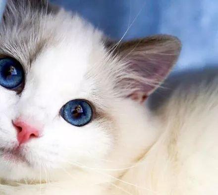 太美了大吸一口气质型布偶猫