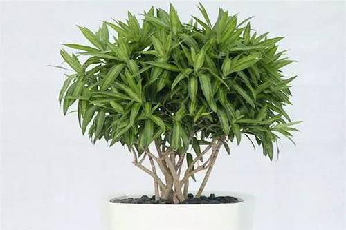 花开富贵,竹报平安,几款适宜室内种植的竹子,一养一个活