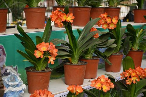 君子兰确实不好养,想要养好了,几招可得抓紧时间学会啊!