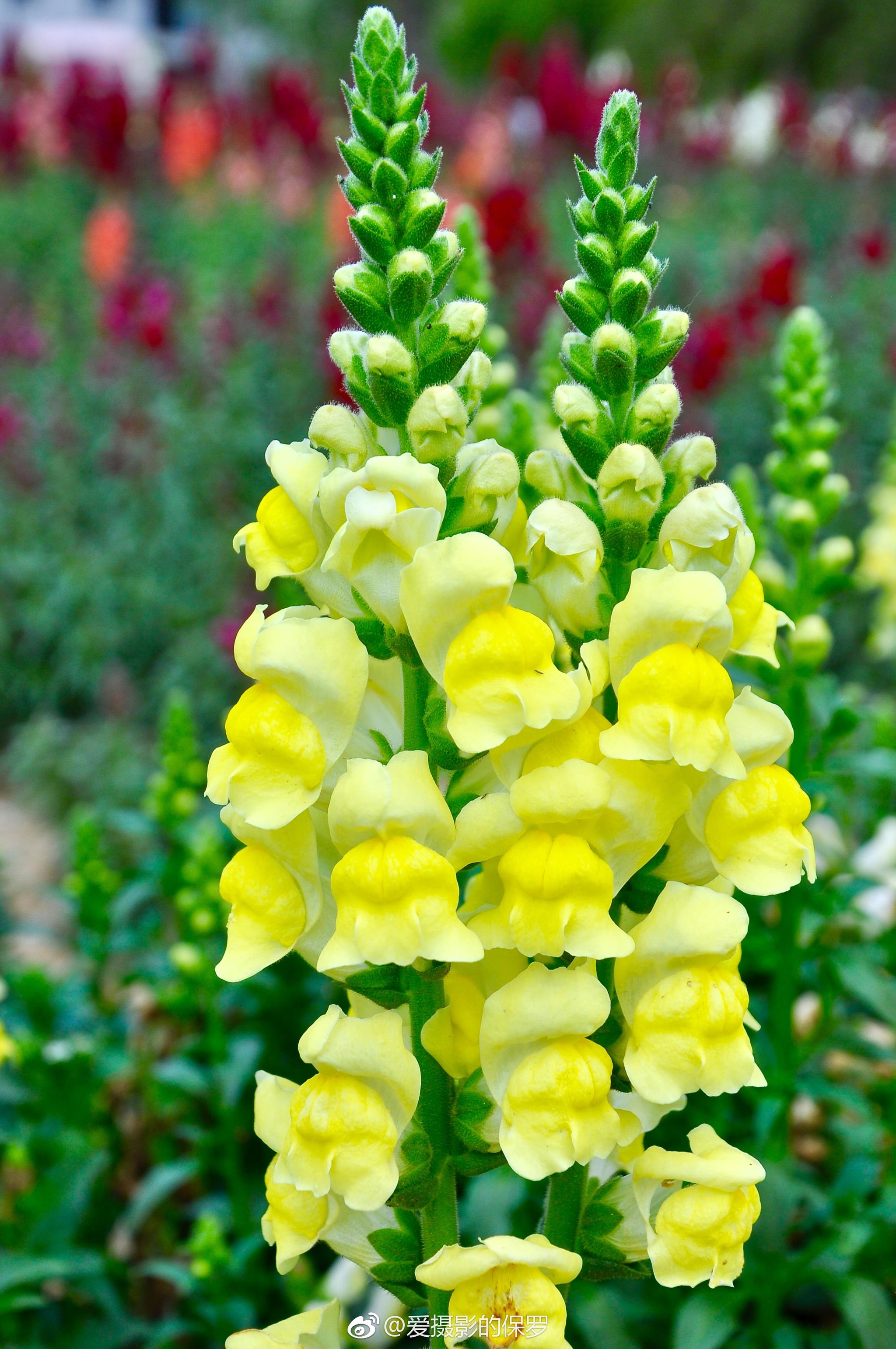 金鱼草因其开花花瓣如卖萌的金鱼故得名