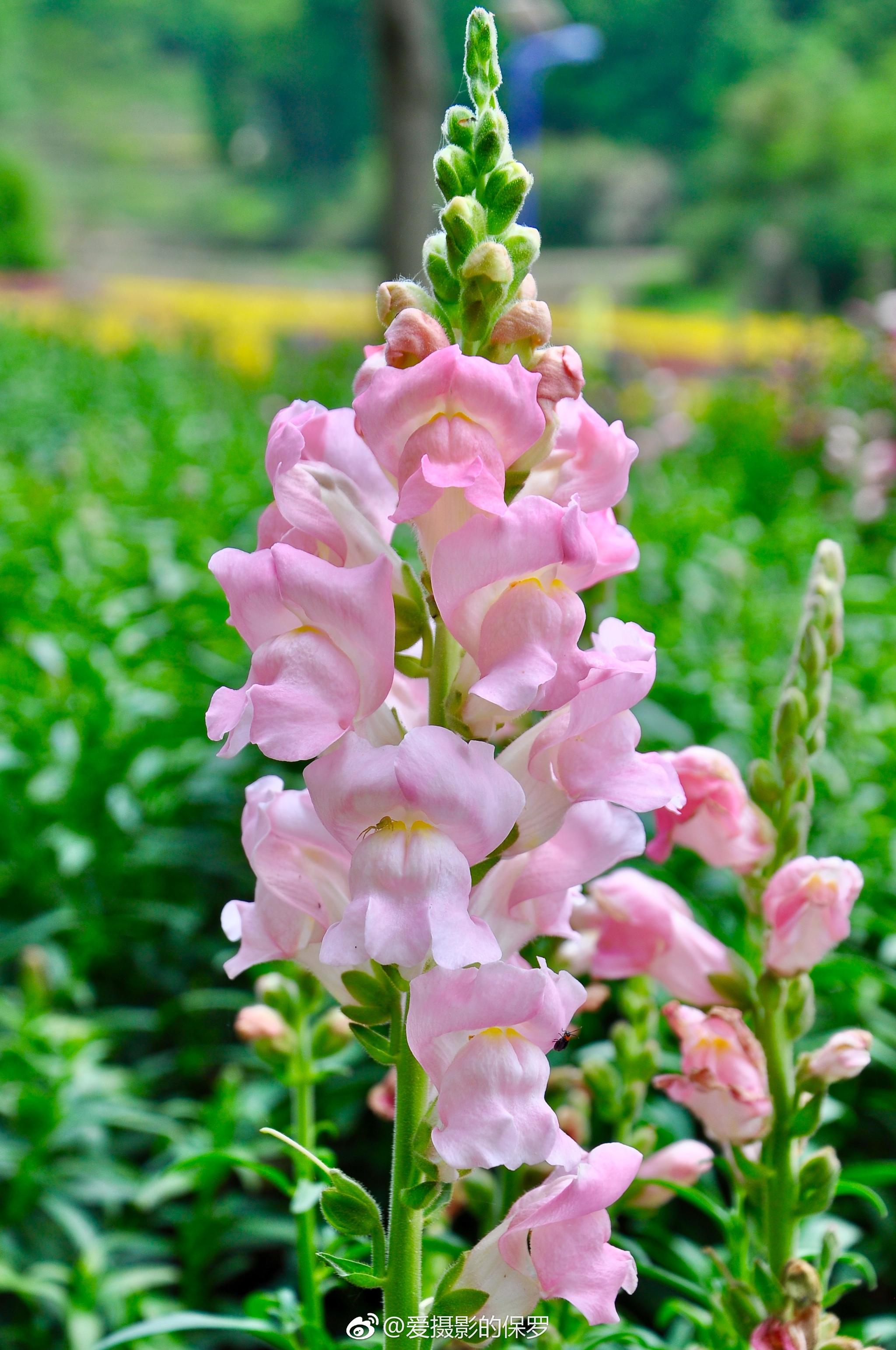 金鱼草,因其开花花瓣如卖萌的金鱼故得名