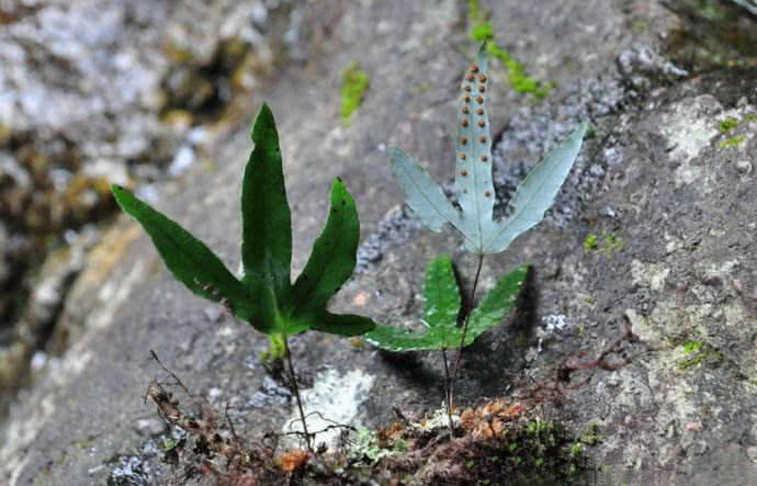 这野草长得像"鸡爪子",老农称它金鸡脚,90年代用它治蛇伤|金鸡|野草|
