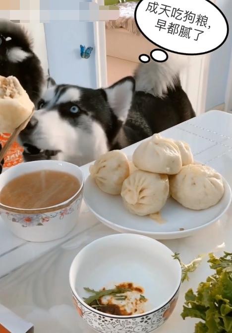 哈士奇看主人吃肉包子馋的流口水,二哈:太气人了,没一个懂我的